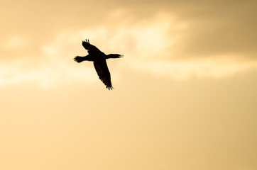 Fototapeta na wymiar Double-Crested Cormoran Silhouetted in the Sunset Sky As It Flies