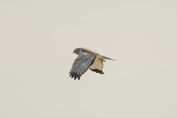 Northern Harrier