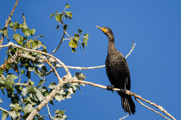 Double-Crested Cormorant Perched High in a Tree