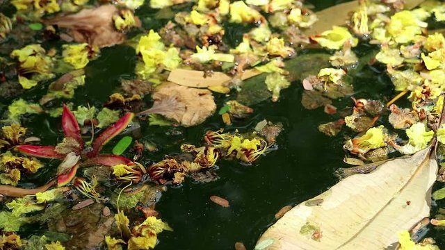 Beautiful fallen flowers and leaves floating on green water. Flowers of yellow Peltophorum pterocarpum, copperpod and red Delonix regia, flame tree