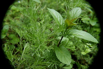 Artemisia loves mentha