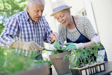 Senior couple planting aromatic herbs in pot