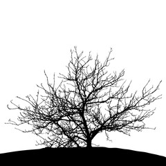 Realistic tree silhouette (Vector illustration).