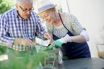 Senior couple planting aromatic herbs in pot