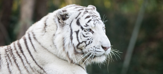 Fototapeta na wymiar White tiger head