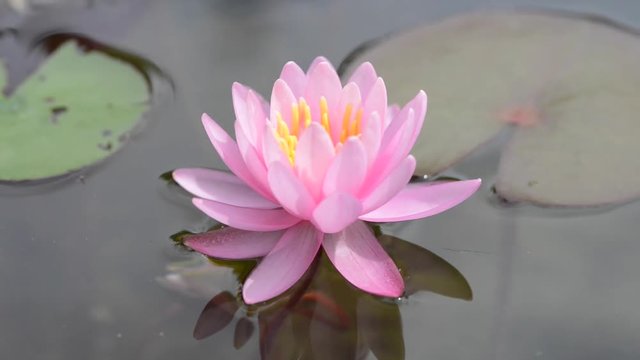 Nymphaeaceae is a family of flowering plants, commonly called water lilies. 