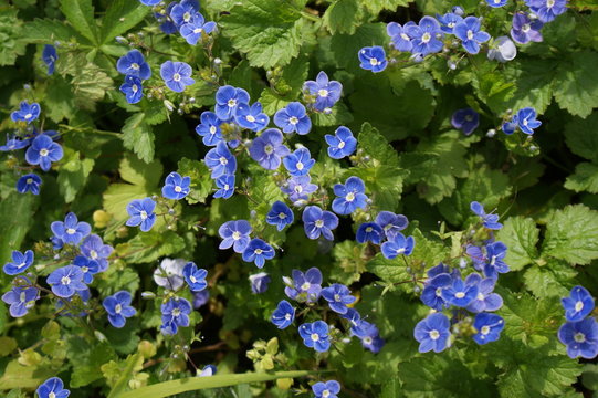 Gamander Ehrenpreis - viele h&uuml;bsche kleine blaue Bl&uuml;ten