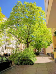 Berliner Altbaustraße im Sonnenschein