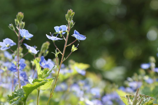 Gamander Ehrenpreis - viele h&uuml;bsche kleine blaue Bl&uuml;ten