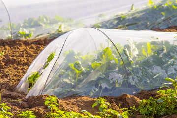 campo di zucchine