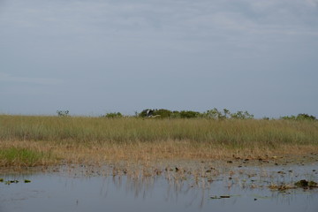 Landscape of the Florida Everglades