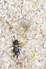 Black cricket in the sand