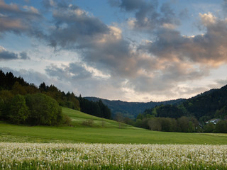 Hügellandschaft im Schwarzwald mit Wiese und Pusteblumen