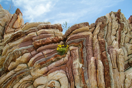 Folded limestone with a yellow flower on Crete, Greece