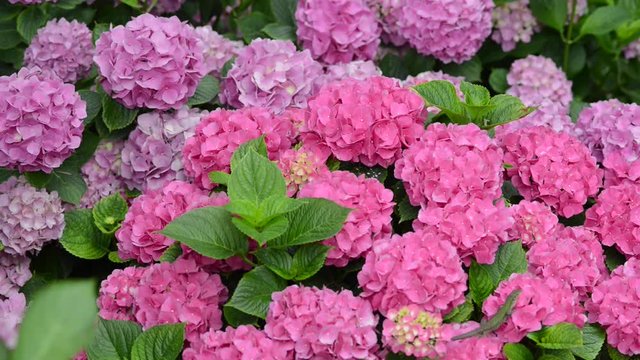 Hydrangea macrophylla is a species of flowering plant in the family Hydrangeaceae, native to Japan.