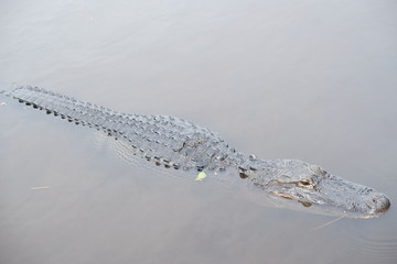 Fototapeta premium Wild crocodile in the Everglades