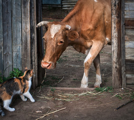 Obraz na płótnie Canvas кот и корова. Встреча.