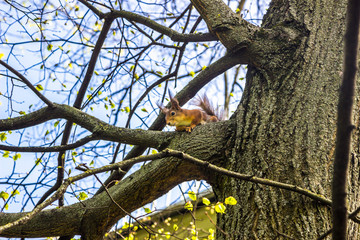 squirrel sits on tree and looks down in the spring