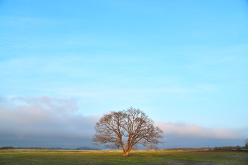 Obraz premium ハルニレの夕方・小