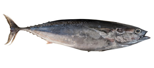 Mediterranean horse mackerel.Trachurus mediterraneus