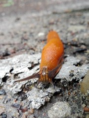 brązowy ślimak © Janusz