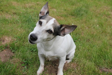 Obraz premium Petit Jack russel femelle dans le jardin