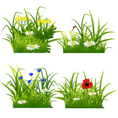 Set of green grass . Wildflowers and grass.Vector illustration .