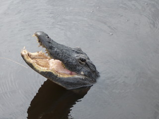 Wild crocodile in the Everglades
