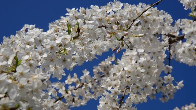 A cherry blossom is the flower of any of several trees of genus Prunus, particularly the Japanese cherry.