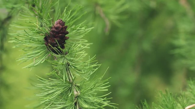 larch tree with cones in summer day filmed in 60fps slowmo, prores footage
