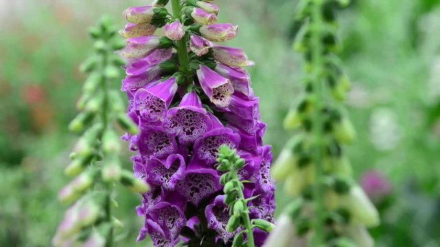 Digitalis is a genus of about 20 species of herbaceous perennials, shrubs, and biennials commonly called foxgloves. 