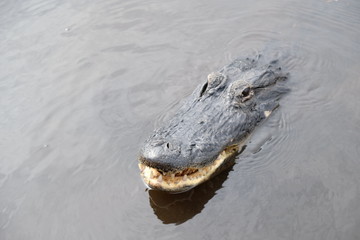Wild crocodile in the Everglades