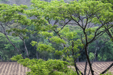 Jungle Tree Foliage