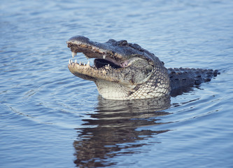 Large alligator with a fish