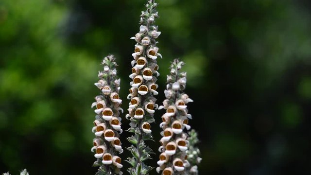 Digitalis is a genus of about 20 species of herbaceous perennials, shrubs, and biennials commonly called foxgloves. 