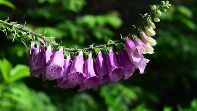Digitalis is a genus of about 20 species of herbaceous perennials, shrubs, and biennials commonly called foxgloves. 
