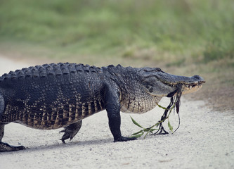 Alligator walking with some plants in its mouth