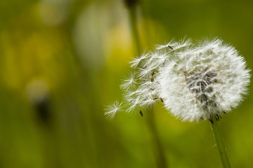 White fluffy dandelion on a meadow close up