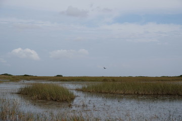Landscape of the Florida Everglades