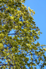Green foliage of spring trees
