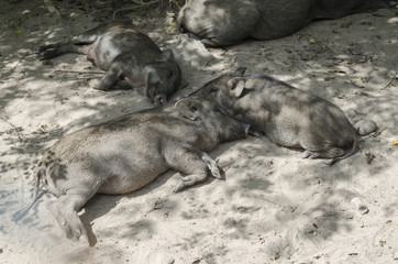 wild pigs