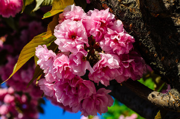 Blossoming branches of sakura