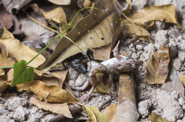 Scorpion eating frog