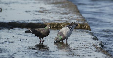 Pigeons drink water on the city waterfront