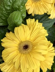 Gelbe Blüte im Garten