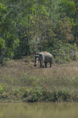 Obraz premium Asian wild elephant walking in the tropical forest, Thailand