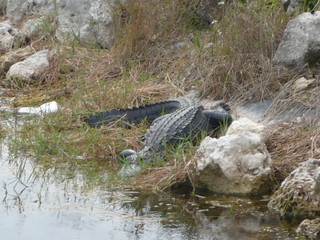 Wild crocodile in the Florida Everglades