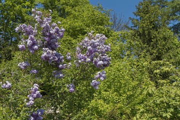 Obraz premium Blooming violet flowers in a park against a blue sky