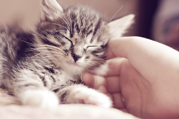 Happy kitten likes being stroked by woman's hand.