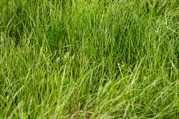 green grass closeup
